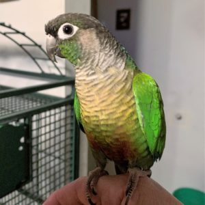 Beak n Wings, Inc. | Parrot Rescue, Adoption & Education